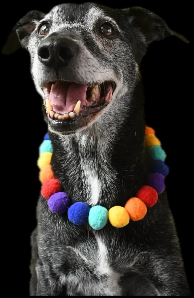 Junior, un perro negro de hocico canoso, sonriendo con un collar de pompones de colores